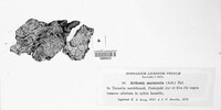 Arthonia marmorata image